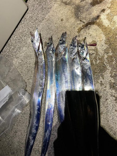 久々のタチウオ