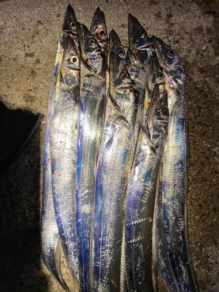 今年初の太刀魚