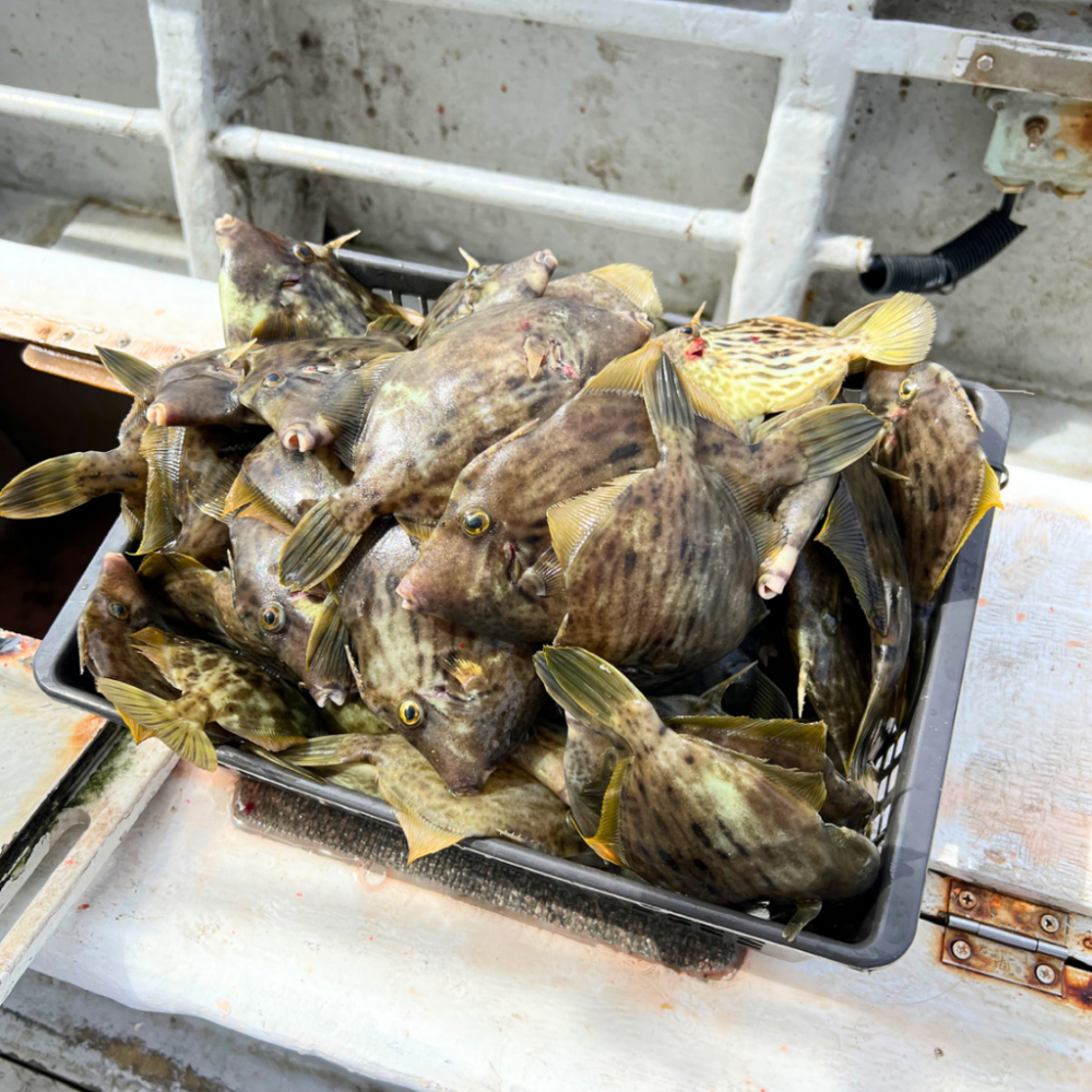 カワハギ/カワハギ仕掛け