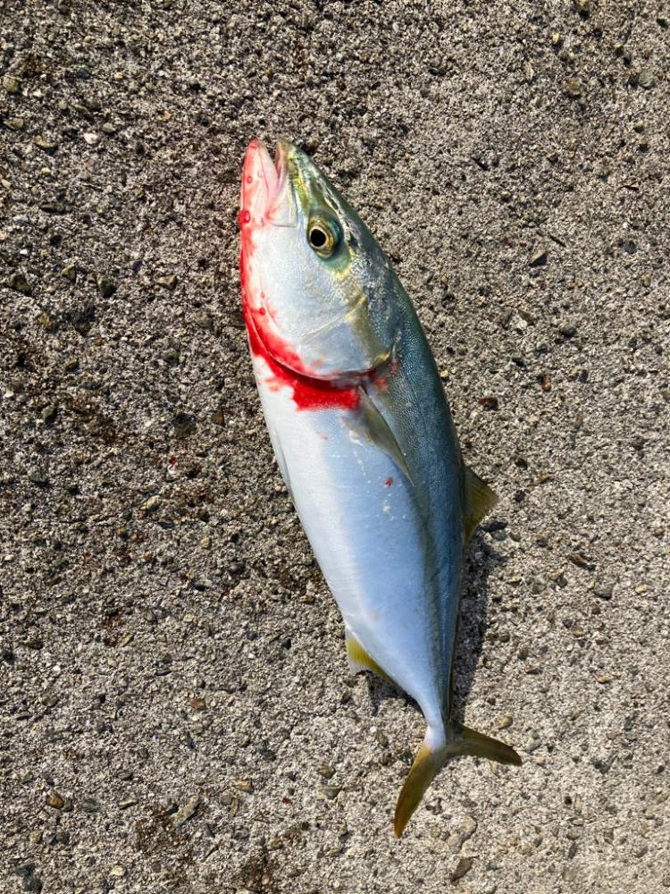 青物、その他も