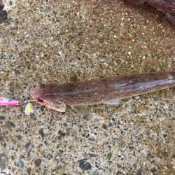 サゴシ祭りにエソ祭りにゃ！