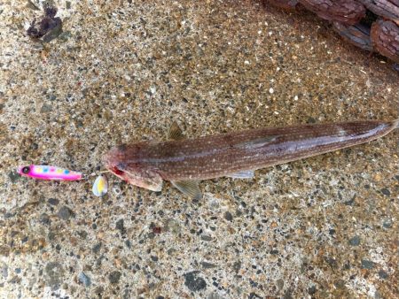 サゴシ祭りにエソ祭りにゃ！