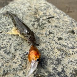 ハゼクランク！