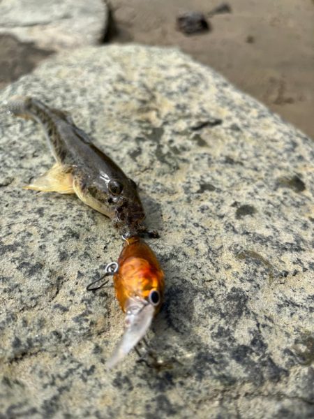 ハゼクランク！