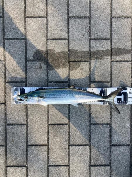 青牙サゴシ1キャッチ。2バラシ無念。。