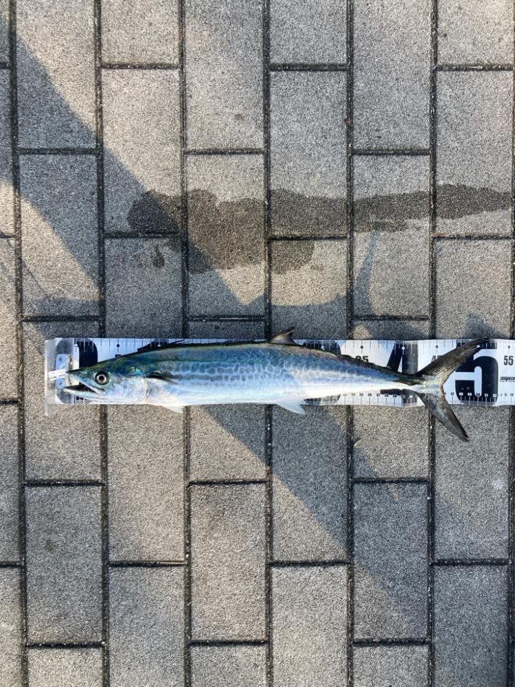 青牙サゴシ1キャッチ。2バラシ無念。。