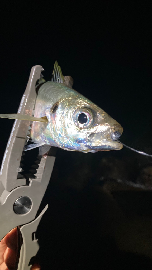 脂ノリ最高(๑˃̵ᴗ˂̵)