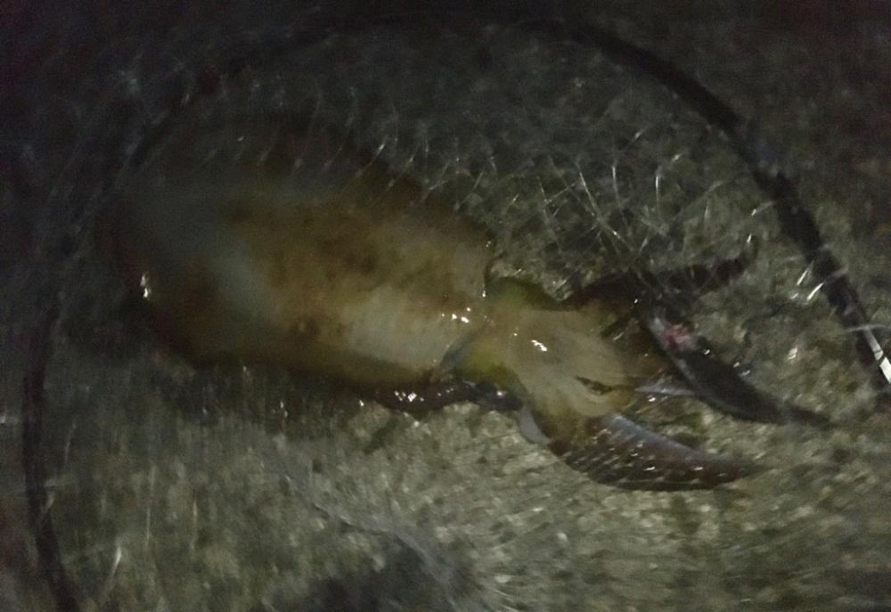 念願のアオリイカ