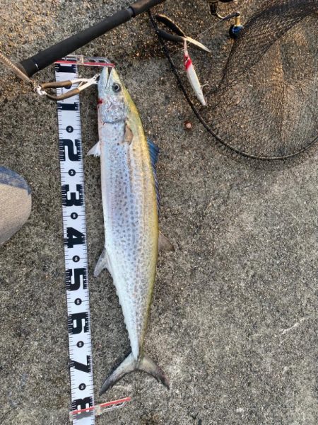 芦屋でサゴシ連発なら他でも釣れるはず…
