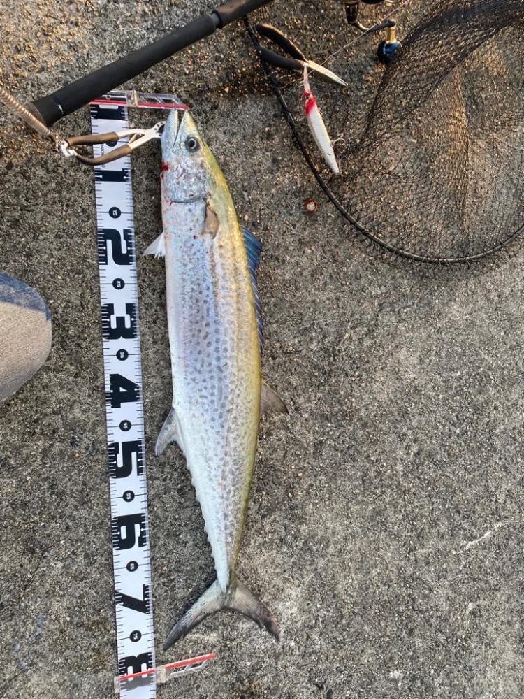 芦屋でサゴシ連発なら他でも釣れるはず…