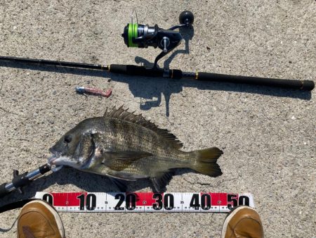 チヌ釣りです！