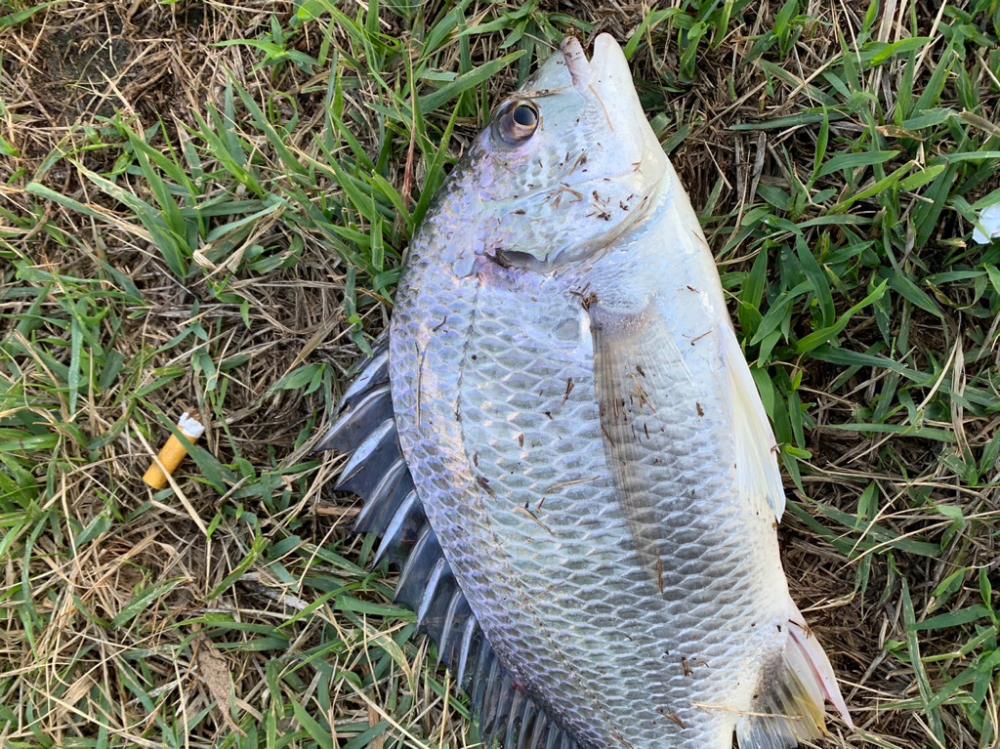 淀川の年無しチヌ