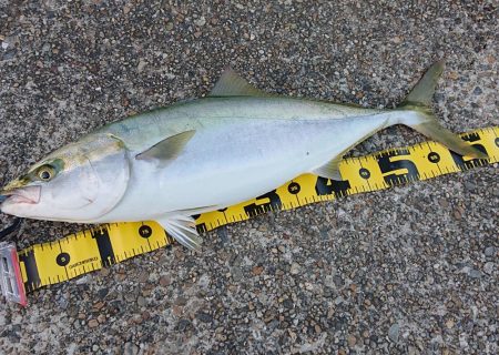 東二見ノマセ調査