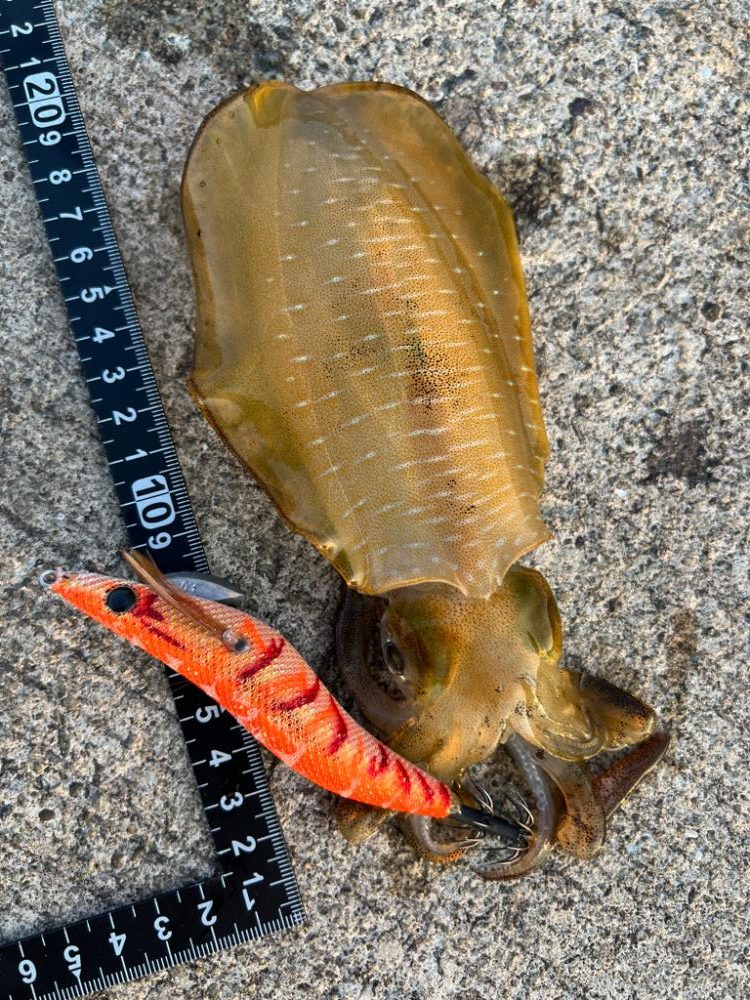 烏賊を探して三千里 Vol.1