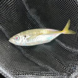 ものすごーく小さなアタリ