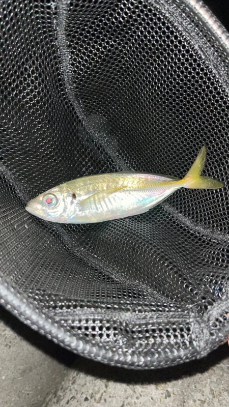 ものすごーく小さなアタリ