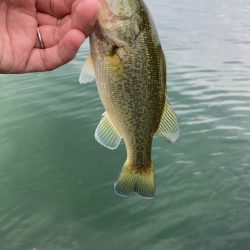 漁港は釣り堀状態