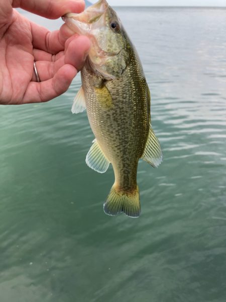 漁港は釣り堀状態