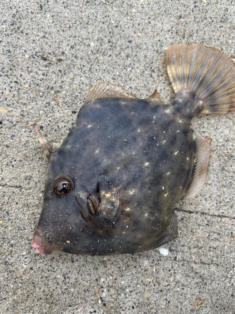 カワハギ　釣れてます