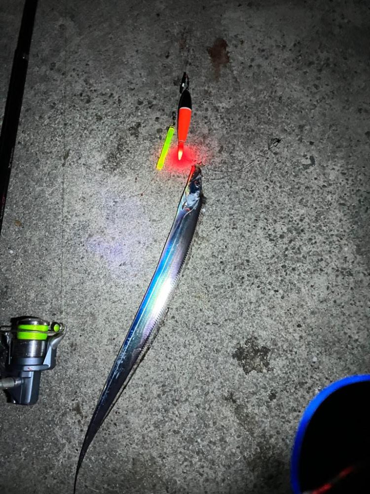 タチウオ電気ウキ釣り