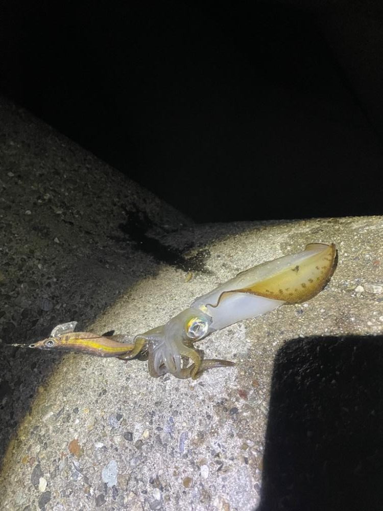 サイズがいい第2段^ ^