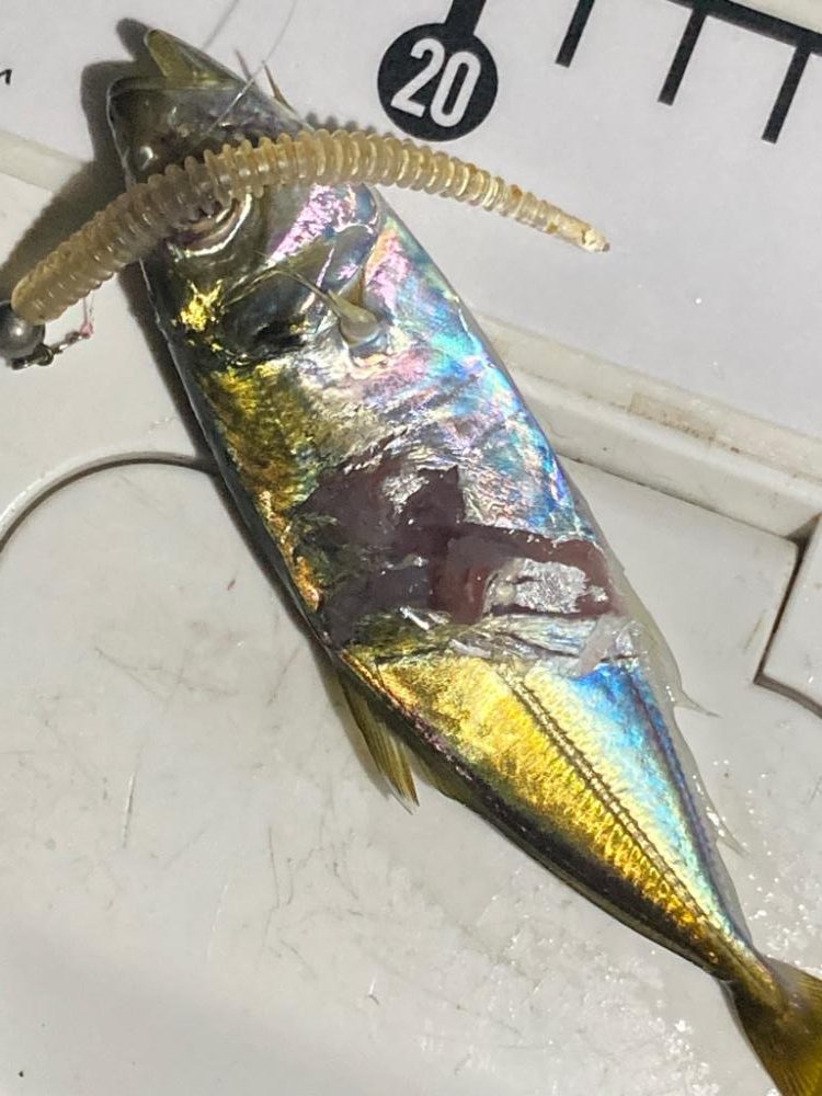 ポイントへGO！アジ・タチウオ調査！