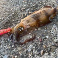 エギング、ショアジギング