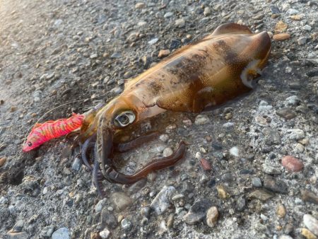 エギング、ショアジギング