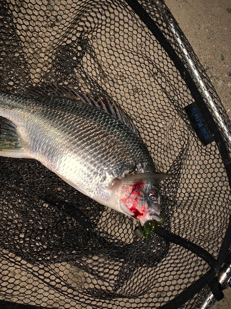 淀川のチニング