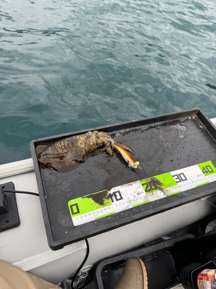 初ティップランエギング