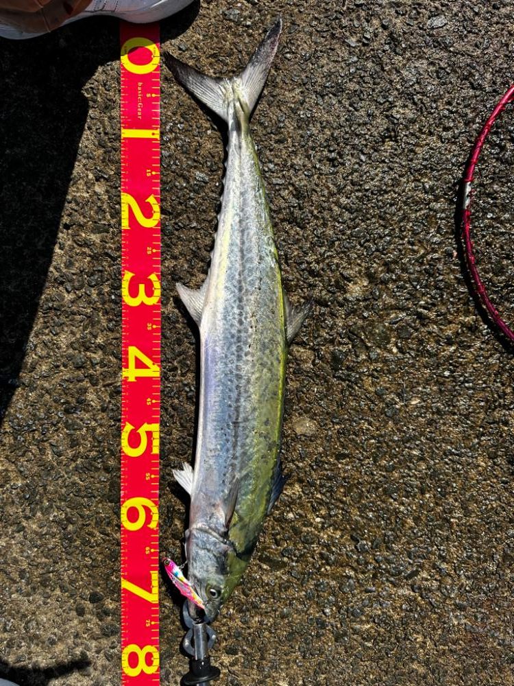 フリフリバイブ