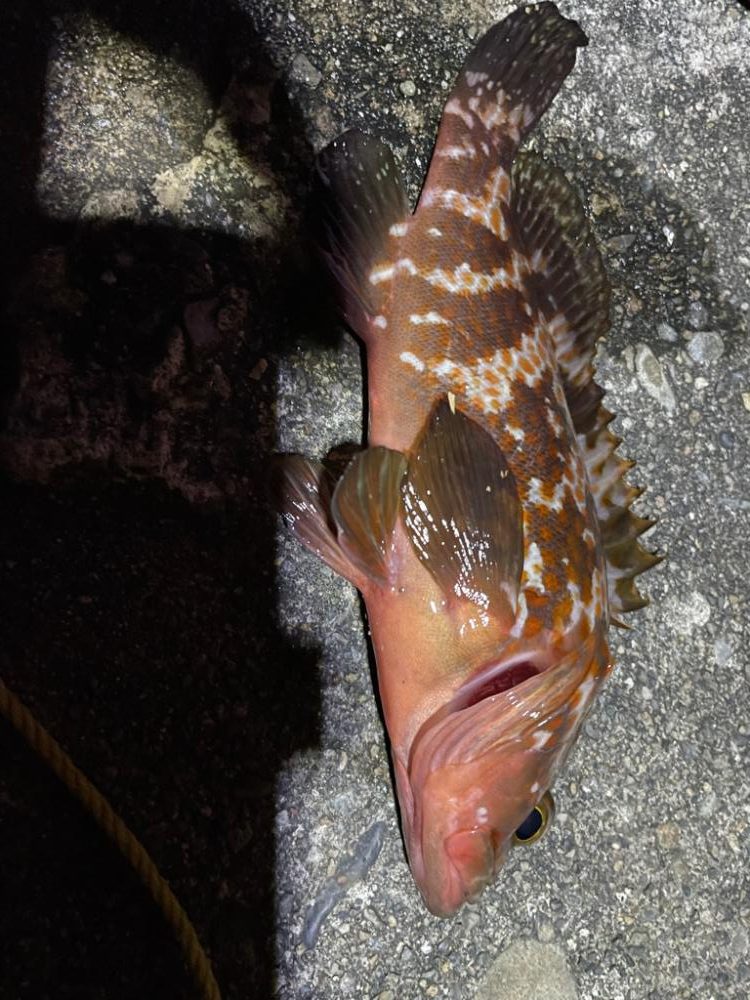 港でライトゲーム