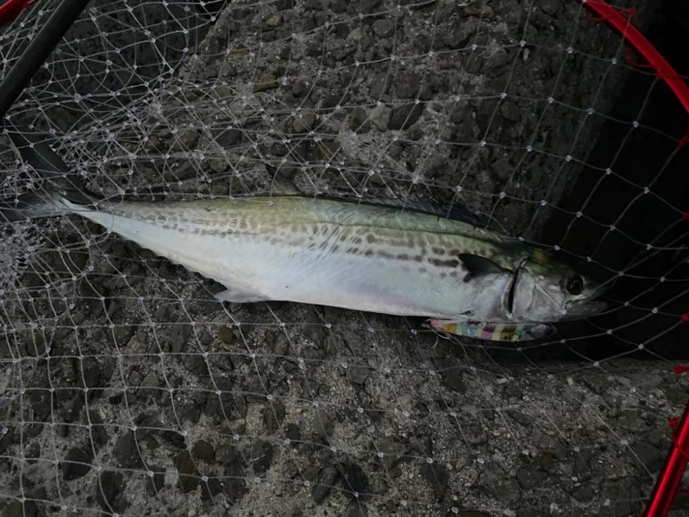 キャンディグローストライプ