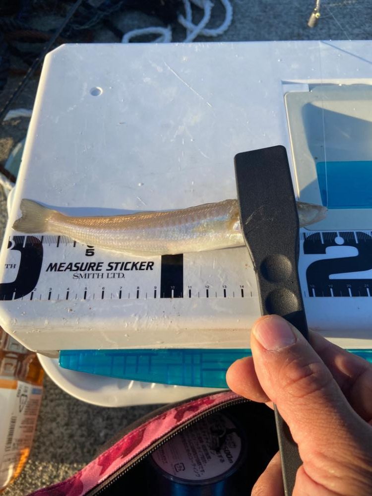 ちょい投げシロギスタのちょいツーリングDAY