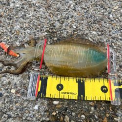 デイエギングで久しぶりのアオリGET (^…