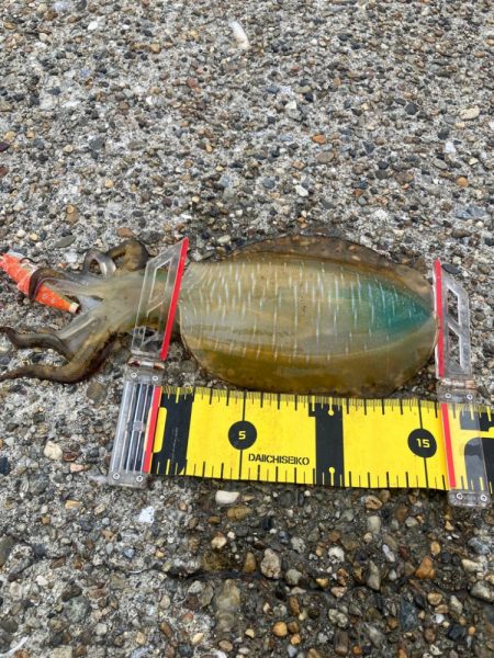 デイエギングで久しぶりのアオリGET (^…