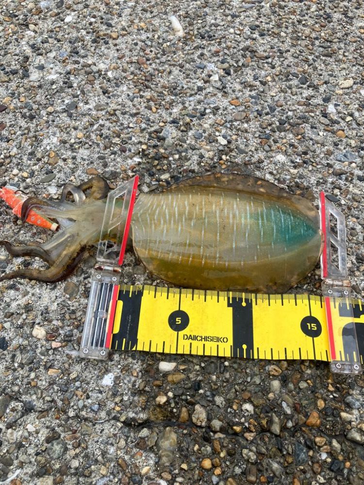 デイエギングで久しぶりのアオリGET (^.^)