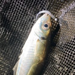 淡路アジング３日目