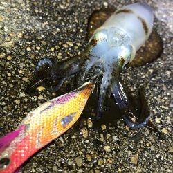 夜しか難しいのかも