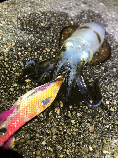 夜しか難しいのかも