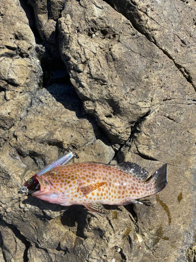 エギング、ショアジギ