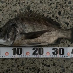 朝マヅメチヌ2匹