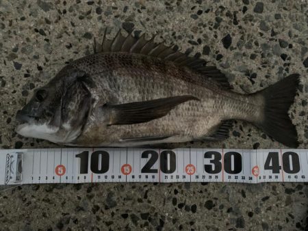 朝マヅメチヌ2匹