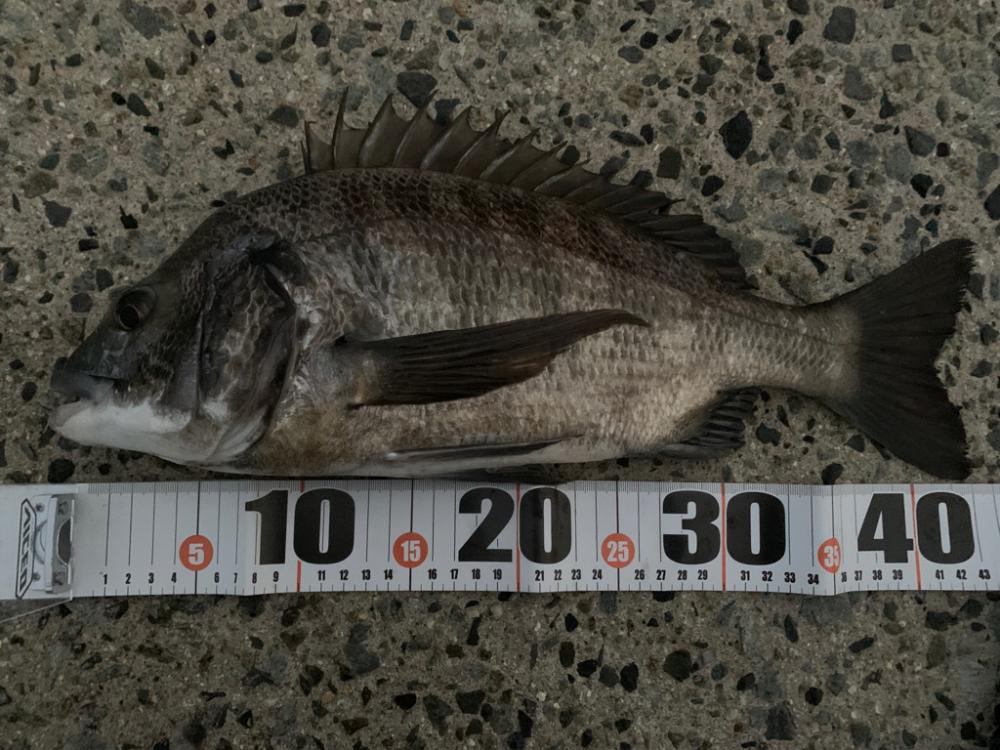 朝マヅメチヌ2匹