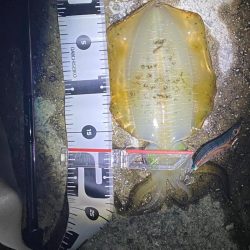 エギング　和歌山の手前