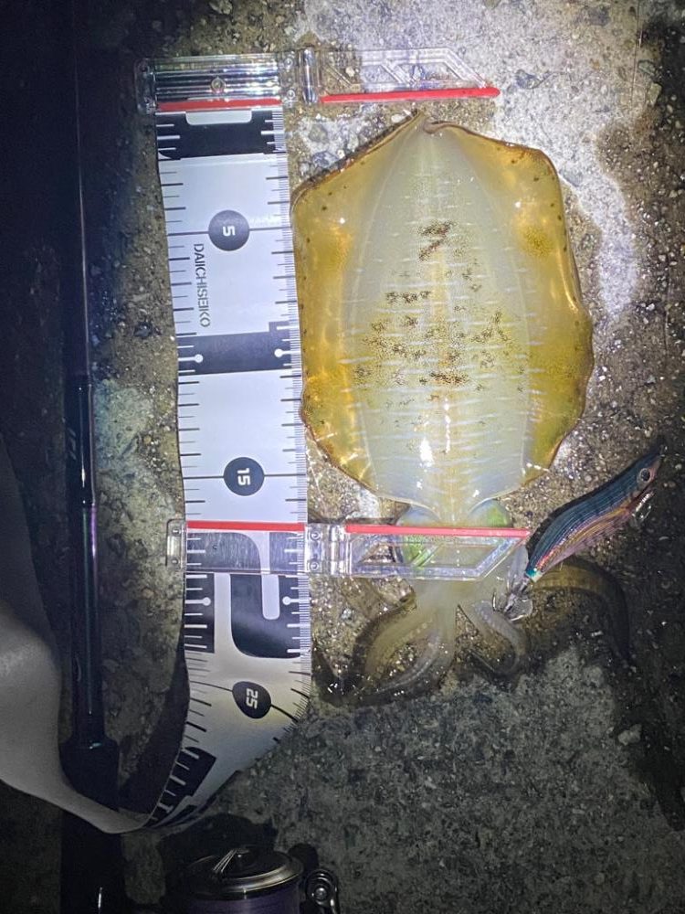 エギング　和歌山の手前