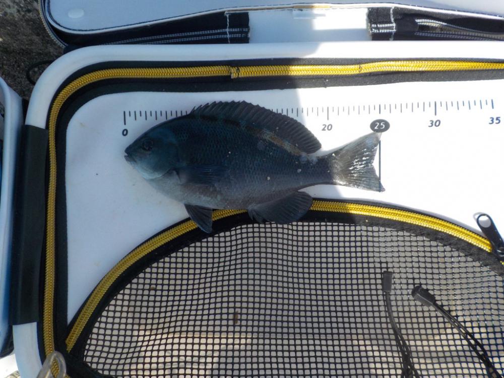 フカセ第1戦〜大蔵海岸〜