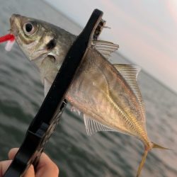 デイアジング♪