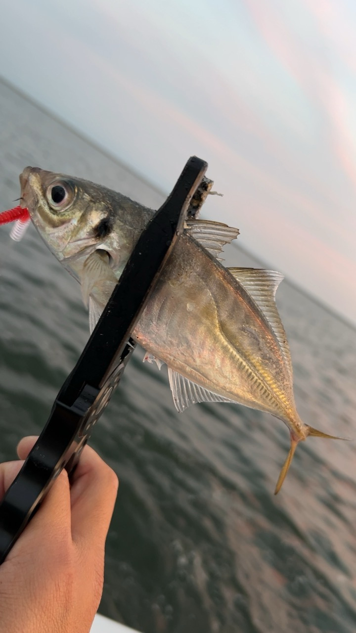 デイアジング♪