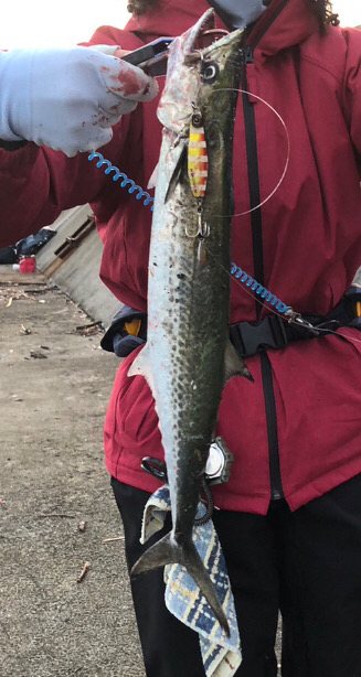 yellow tailは釣れずも魚種多彩！